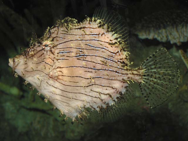 Chaetodermis penicilligerus